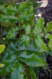 Attēlu rezultāti vaicājumam “Mahonia aquifolium”