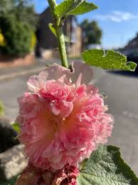 Attēlu rezultāti vaicājumam “Alcea rosea bud”