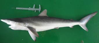 Image result for Carcharhinus falciformis