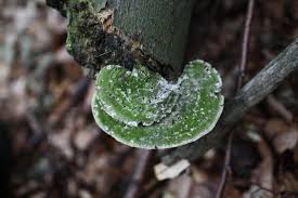 Attēlu rezultāti vaicājumam “Trametes hirsuta”