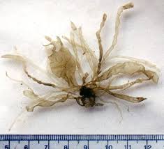 Attēlu rezultāti vaicājumam “Enteromorpha sp.”