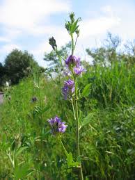 Attēlu rezultāti vaicājumam “Medicago x varia  leaf”