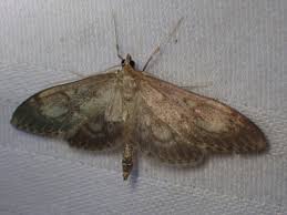 Attēlu rezultāti vaicājumam “Anania lancealis”