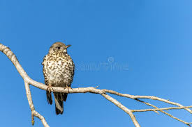 Attēlu rezultāti vaicājumam “Turdus viscivorus”