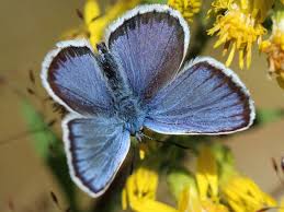 Attēlu rezultāti vaicājumam “Plebejus argus / Plebejus idas”