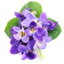 Image result for Viola odorata