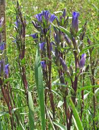 Attēlu rezultāti vaicājumam “Gentiana pneumonanthe leaf”