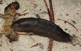 Attēlu rezultāti vaicājumam “Arion lusitanicus adult”