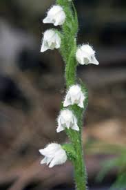 Attēlu rezultāti vaicājumam “Goodyera repens flower”