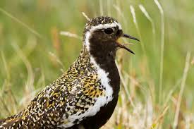 Attēlu rezultāti vaicājumam “Pluvialis apricaria adult”