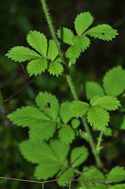 Attēlu rezultāti vaicājumam “Agrimonia pilosa”