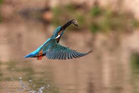 Attēlu rezultāti vaicājumam “Alcedo atthis adult”