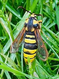 Attēlu rezultāti vaicājumam “Sesia apiformis”