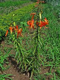 Attēlu rezultāti vaicājumam “Lilium lancifolium”