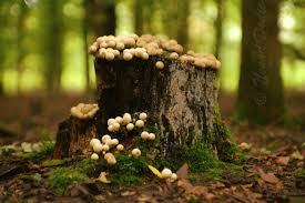 Attēlu rezultāti vaicājumam “Arrhenia spatulata”