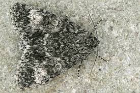 Attēlu rezultāti vaicājumam “Acronicta megacephala”