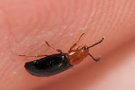 Attēlu rezultāti vaicājumam “Triplax aenea”