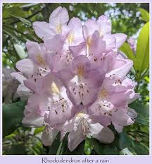Attēlu rezultāti vaicājumam “Rhododendron catawbiense flower”