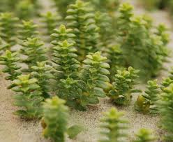 Attēlu rezultāti vaicājumam “Honckenya peploides flower”