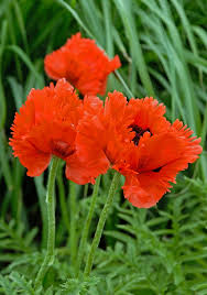 Image result for Papaver orientale