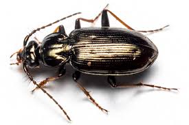 Attēlu rezultāti vaicājumam “Loricera pilicornis”