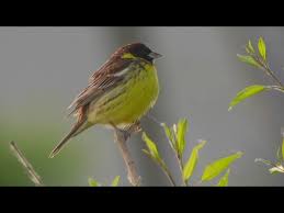 Image result for Emberiza aureola