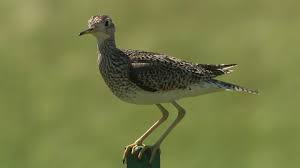 Image result for Bartramia longicauda