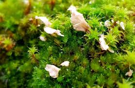 Attēlu rezultāti vaicājumam “Arrhenia retiruga”