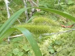 Attēlu rezultāti vaicājumam “Carex pseudocyperus fruit”