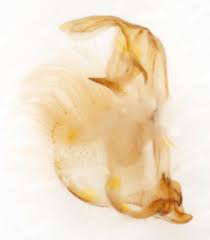 Attēlu rezultāti vaicājumam “Pandemis cinnamomeana”