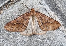 Attēlu rezultāti vaicājumam “Erannis defoliaria”