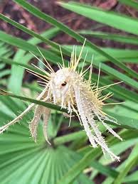 Attēlu rezultāti vaicājumam “Akanthomyces aculeatus”