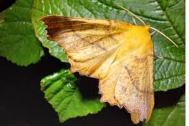 Attēlu rezultāti vaicājumam “Ennomos autumnaria”