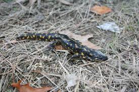 Attēlu rezultāti vaicājumam “Diderma tigrinum macro”