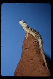 Image result for Central Weald Dragons