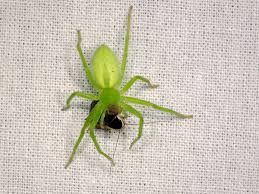 Attēlu rezultāti vaicājumam “Micrommata virescens”