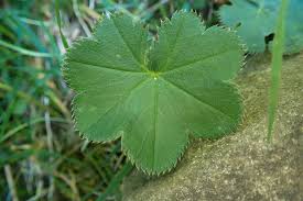 Attēlu rezultāti vaicājumam “Alchemilla vulgaris aggr.”