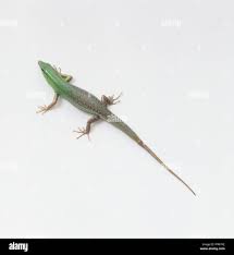 Risultati immagini per dasia smaragdina