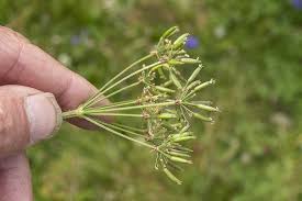 Image result for Chaerophyllum aureum