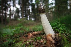 Attēlu rezultāti vaicājumam “Mutinus caninus”