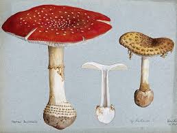 Attēlu rezultāti vaicājumam “Amanita muscaria”