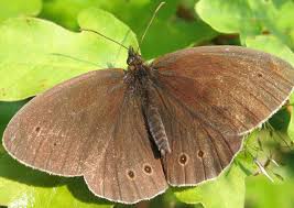 Attēlu rezultāti vaicājumam “Aphantopus hyperantus”