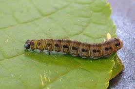 Attēlu rezultāti vaicājumam “Yponomeuta evonymella”