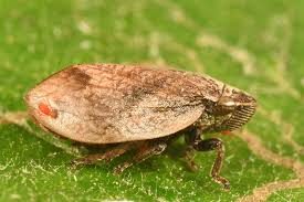 Attēlu rezultāti vaicājumam “Lepyronia coleoptrata”