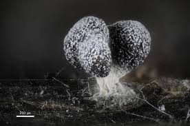 Attēlu rezultāti vaicājumam “Stemonitopsis typhina spores”