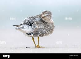 Attēlu rezultāti vaicājumam “Calidris canutus adult”