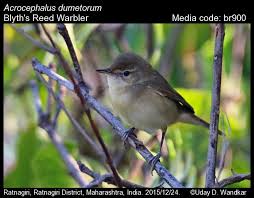 Attēlu rezultāti vaicājumam “Acrocephalus dumetorum”