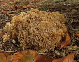 Attēlu rezultāti vaicājumam “Sparassis crispa”