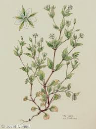 Attēlu rezultāti vaicājumam “Moehringia trinervia bud”