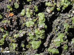 Attēlu rezultāti vaicājumam “Riccia cavernosa”